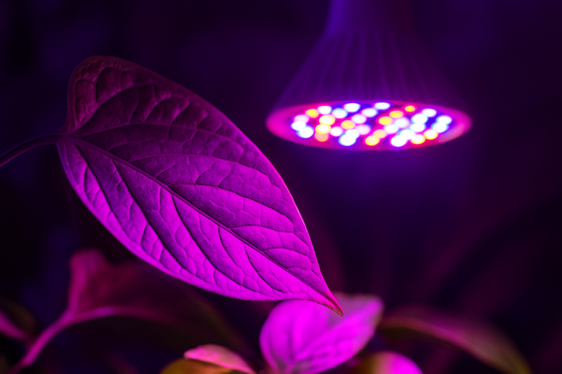 A close-up of a plant leaf illuminated by a full-spectrum LED light.